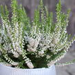 Vřes obecný 'Hammondii' - Calluna vulgaris 'Hammondii'