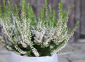 Vřes obecný 'Hammondii' - Calluna vulgaris 'Hammondii'