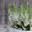 Vřes obecný 'Hammondii' - Calluna vulgaris 'Hammondii'