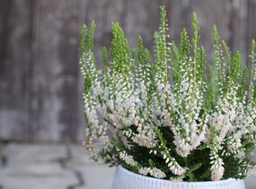 Vřes obecný 'Hammondii' - Calluna vulgaris 'Hammondii'