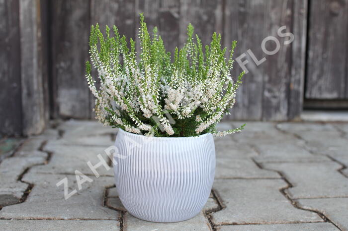 Vřes obecný 'Hammondii' - Calluna vulgaris 'Hammondii'