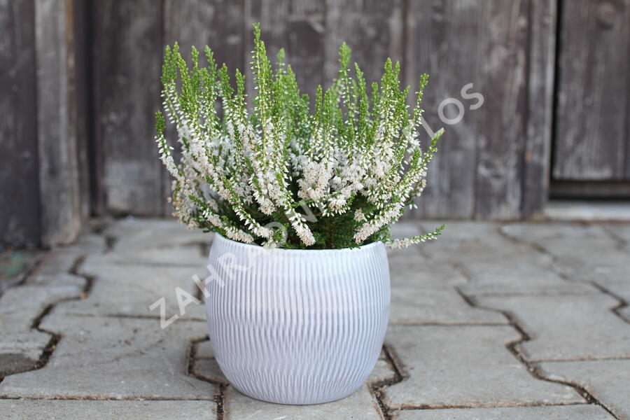 Vřes obecný 'Hammondii' - Calluna vulgaris 'Hammondii'