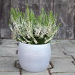 Vřes obecný 'Hammondii' - Calluna vulgaris 'Hammondii'