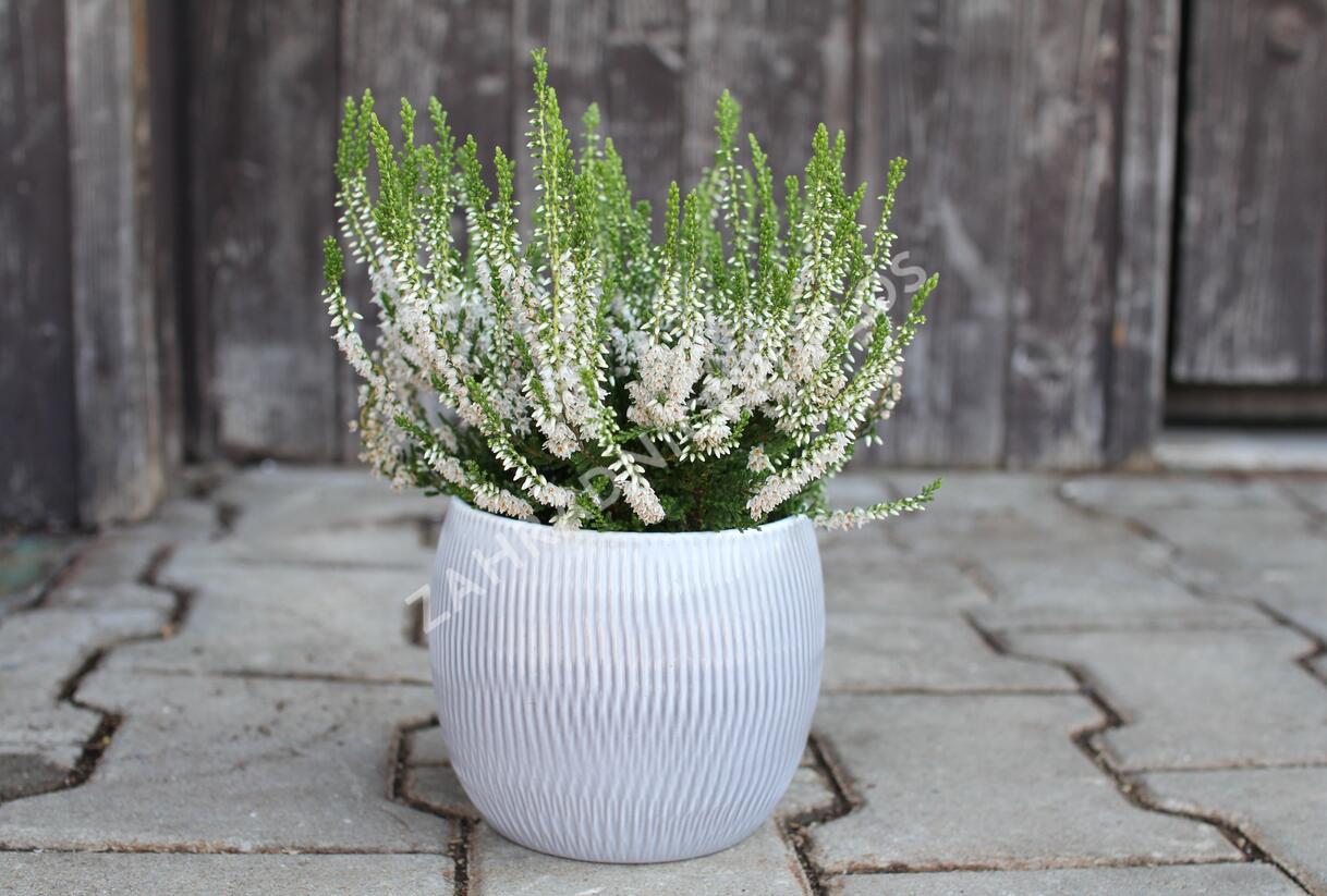 Vřes obecný 'Hammondii' - Calluna vulgaris 'Hammondii'