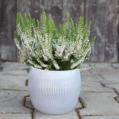 Vřes obecný 'Hammondii' - Calluna vulgaris 'Hammondii'
