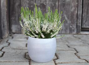 Vřes obecný 'Hammondii' - Calluna vulgaris 'Hammondii'