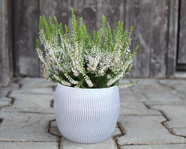 Vřes obecný 'Hammondii'