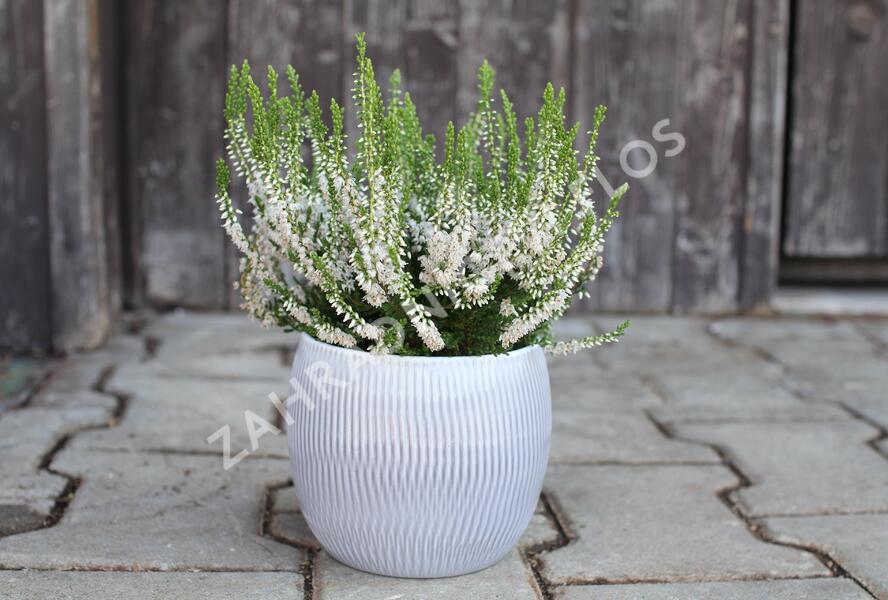 Vřes obecný 'Hammondii' - Calluna vulgaris 'Hammondii'