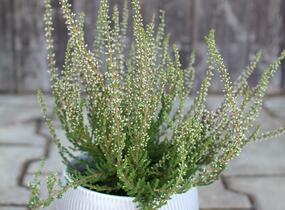 Vřes obecný 'Salome' (Garden girls®) - Calluna vulgaris 'Salome' (Garden girls®)