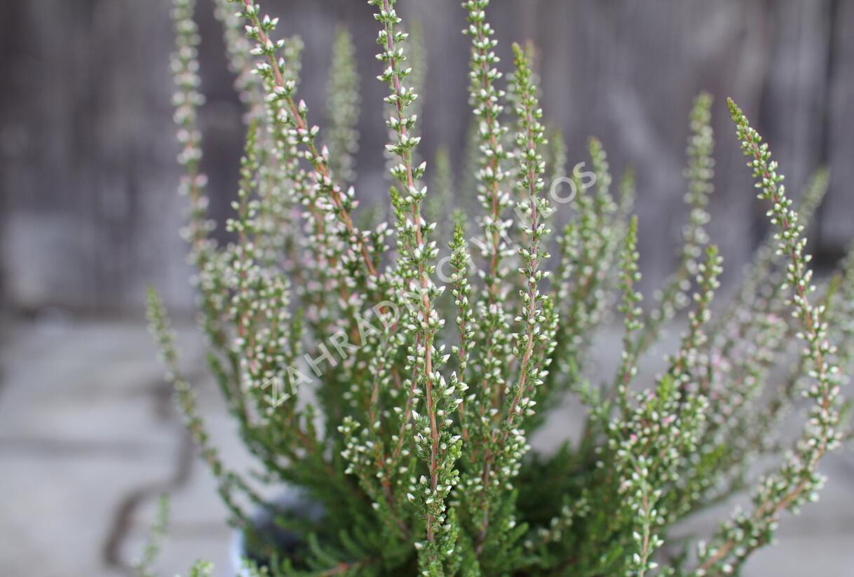 Vřes obecný 'Salome' (Garden girls®) - Calluna vulgaris 'Salome' (Garden girls®)