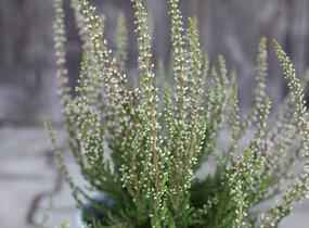 Vřes obecný 'Salome' (Garden girls®) - Calluna vulgaris 'Salome' (Garden girls®)
