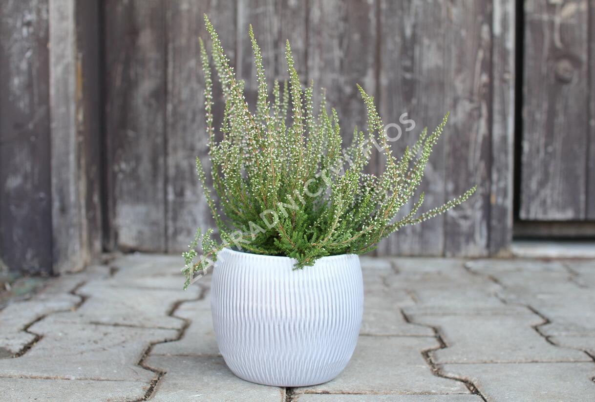 Vřes obecný 'Salome' (Garden girls®) - Calluna vulgaris 'Salome' (Garden girls®)