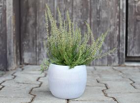 Vřes obecný 'Salome' (Garden girls®) - Calluna vulgaris 'Salome' (Garden girls®)