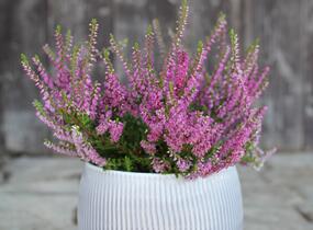 Vřes obecný 'Carmen neu' - Calluna vulgaris 'Carmen neu'