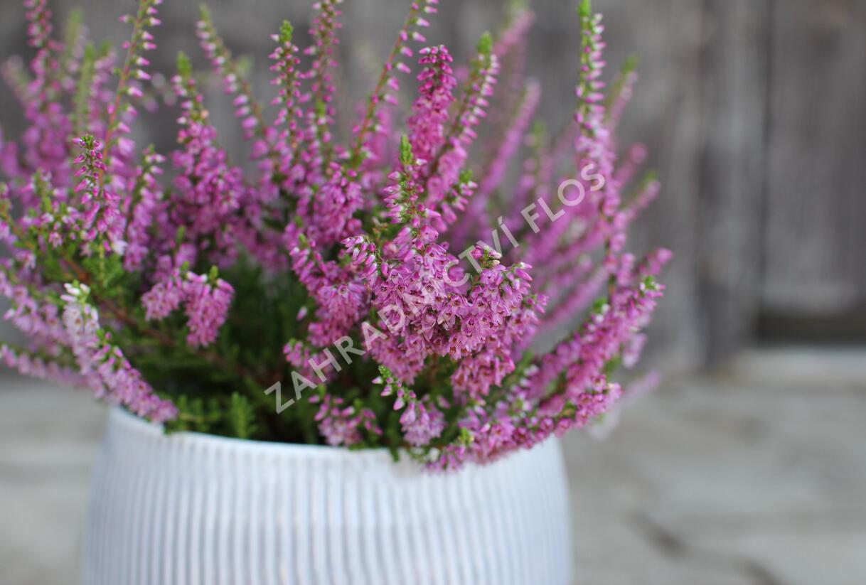 Vřes obecný 'Carmen neu' - Calluna vulgaris 'Carmen neu'