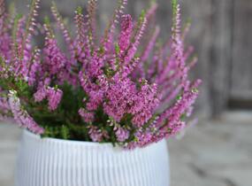 Vřes obecný 'Carmen neu' - Calluna vulgaris 'Carmen neu'