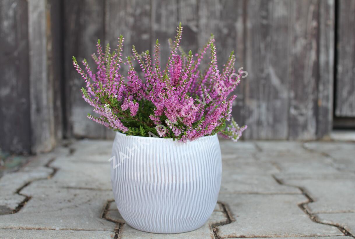 Vřes obecný 'Carmen neu' - Calluna vulgaris 'Carmen neu'
