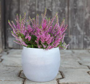 Vřes obecný 'Carmen neu' - Calluna vulgaris 'Carmen neu'