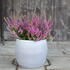 Calluna vulgaris 'Carmen neu'.JPG