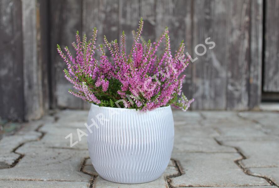 Vřes obecný 'Carmen neu' - Calluna vulgaris 'Carmen neu'