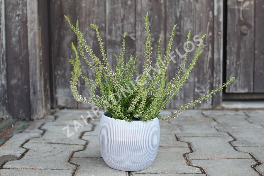 Vřes obecný 'Pink Angie' (Garden girls®) - Calluna vulgaris 'Pink Angie' (Garden girls®)