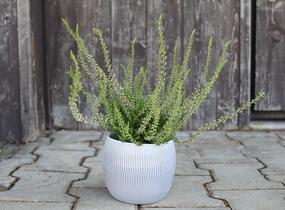 Vřes obecný 'Pink Angie' (Garden girls®) - Calluna vulgaris 'Pink Angie' (Garden girls®)