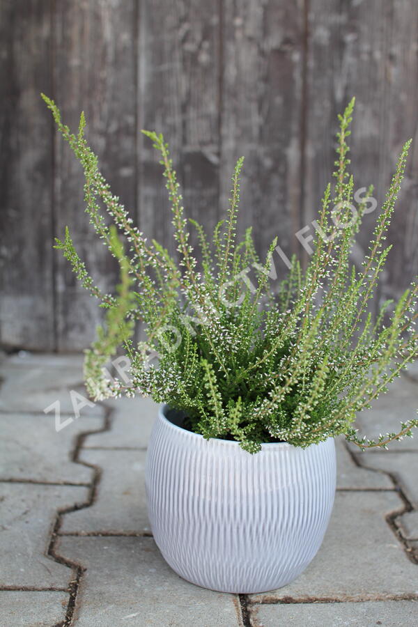 Vřes obecný 'Pink Angie' (Garden girls®) - Calluna vulgaris 'Pink Angie' (Garden girls®)