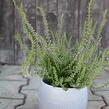 Vřes obecný 'Pink Angie' (Garden girls®) - Calluna vulgaris 'Pink Angie' (Garden girls®)