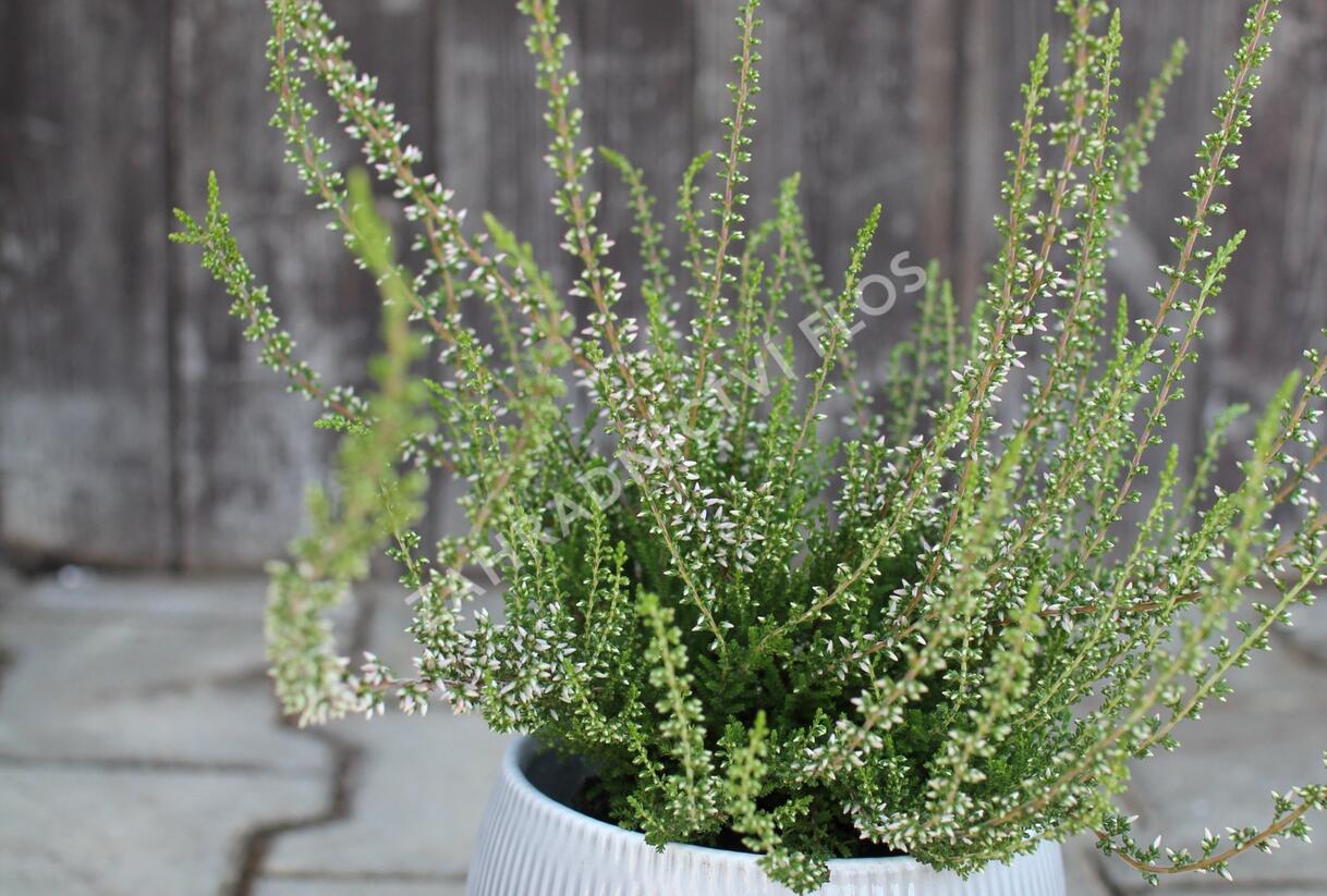Vřes obecný 'Pink Angie' (Garden girls®) - Calluna vulgaris 'Pink Angie' (Garden girls®)