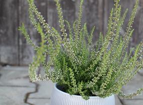 Vřes obecný 'Pink Angie' (Garden girls®) - Calluna vulgaris 'Pink Angie' (Garden girls®)