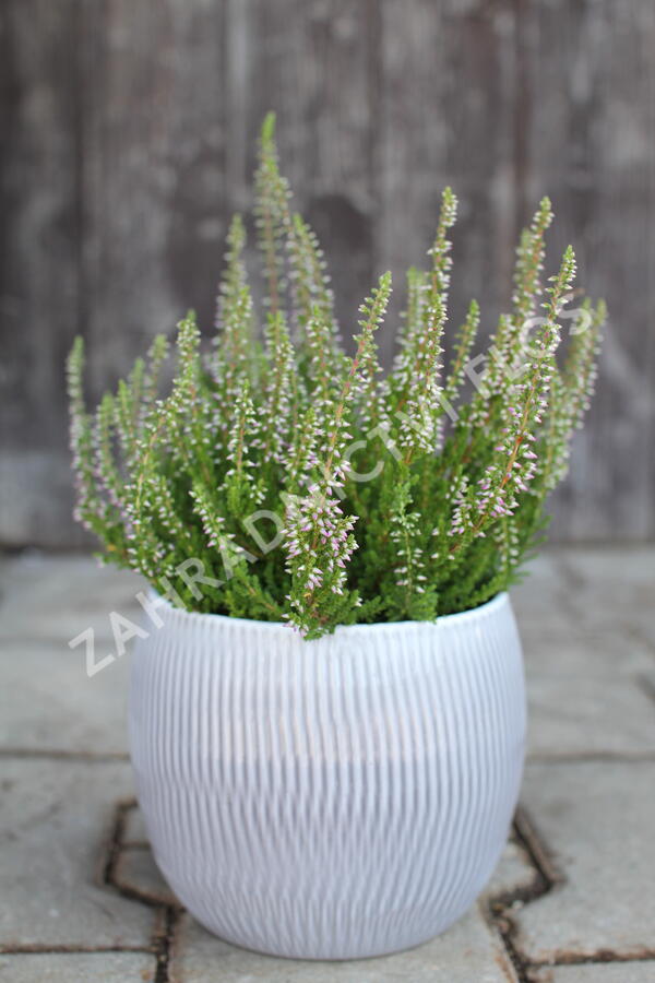 Vřes obecný 'Roter Oktober' - Calluna vulgaris 'Roter Oktober'