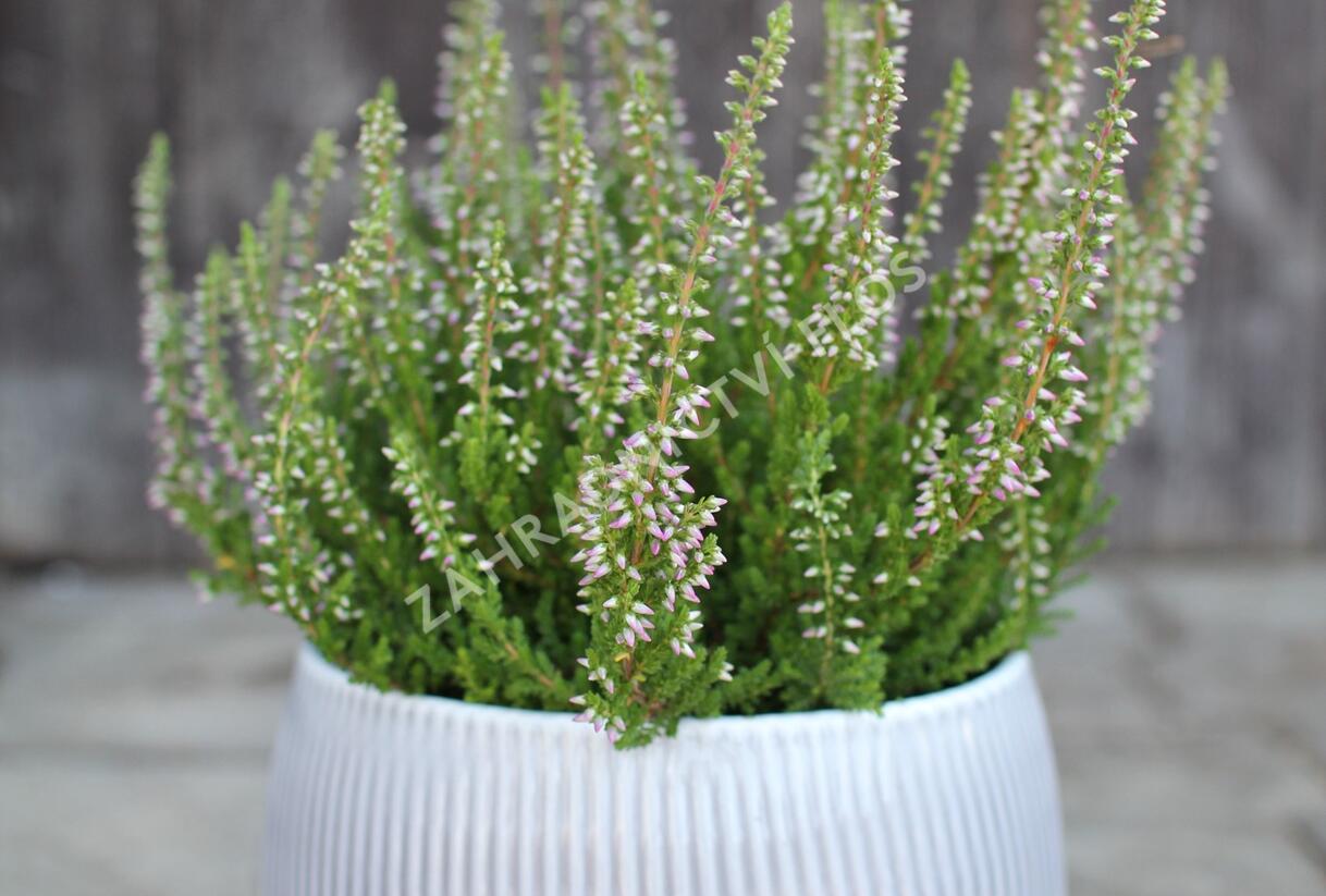 Vřes obecný 'Roter Oktober' - Calluna vulgaris 'Roter Oktober'