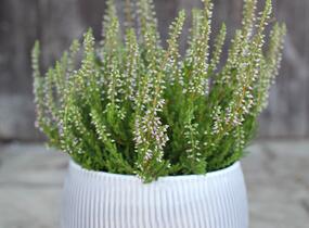 Vřes obecný 'Roter Oktober' - Calluna vulgaris 'Roter Oktober'