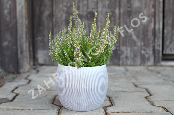 Vřes obecný 'Roter Oktober' - Calluna vulgaris 'Roter Oktober'