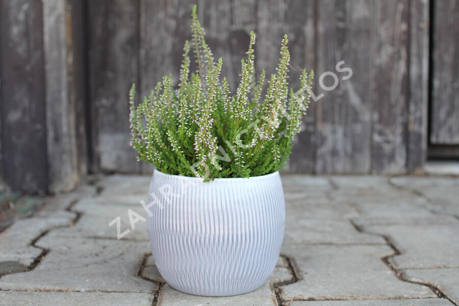 Vřes obecný 'Roter Oktober' - Calluna vulgaris 'Roter Oktober'