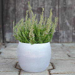 Vřes obecný 'Roter Oktober' - Calluna vulgaris 'Roter Oktober'