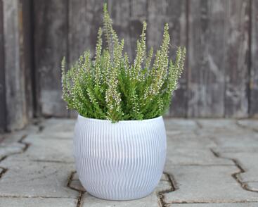 Vřes obecný 'Roter Oktober'