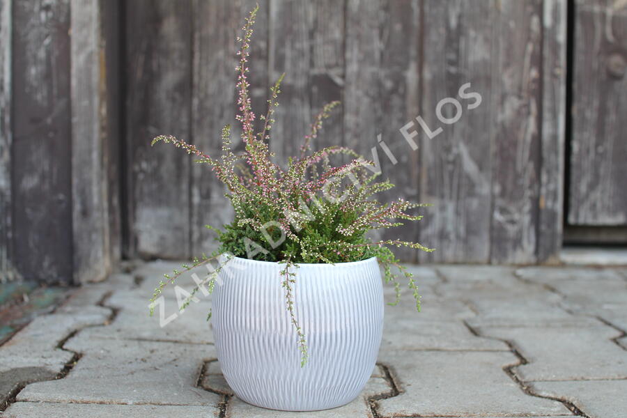 Vřes obecný 'Ellie' (Rasta) - Calluna vulgaris 'Ellie' (Rasta)