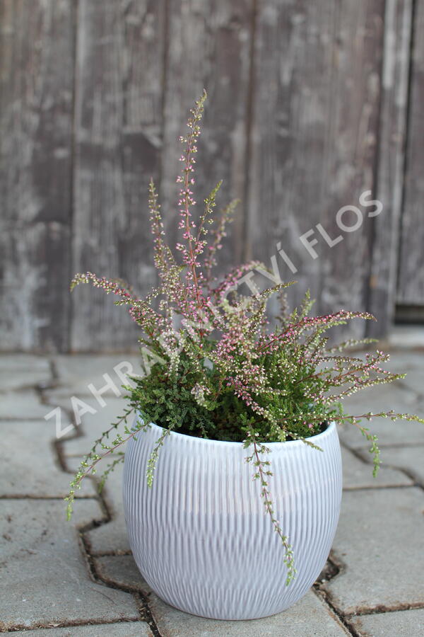 Vřes obecný 'Ellie' (Rasta) - Calluna vulgaris 'Ellie' (Rasta)