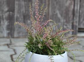 Vřes obecný 'Ellie' (Rasta) - Calluna vulgaris 'Ellie' (Rasta)