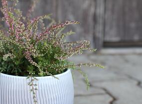 Vřes obecný 'Ellie' (Rasta) - Calluna vulgaris 'Ellie' (Rasta)