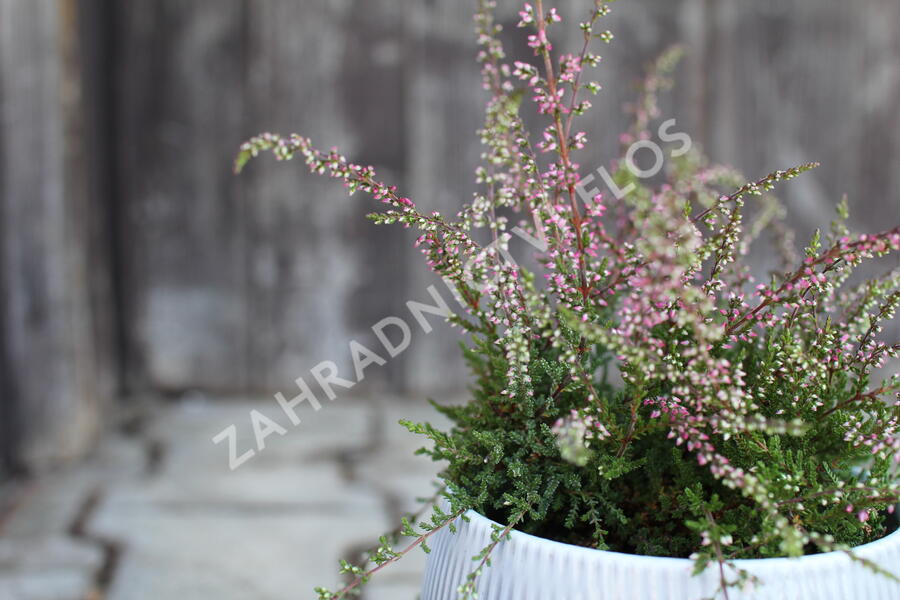 Vřes obecný 'Ellie' (Rasta) - Calluna vulgaris 'Ellie' (Rasta)