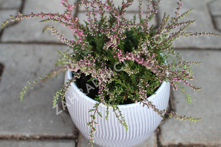 Vřes obecný 'Ellie' (Rasta) - Calluna vulgaris 'Ellie' (Rasta)