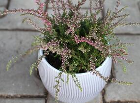 Vřes obecný 'Ellie' (Rasta) - Calluna vulgaris 'Ellie' (Rasta)