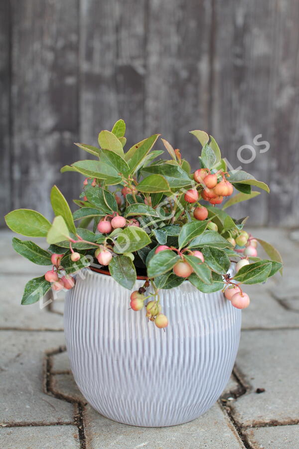 Libavka polehlá - Gaultheria procumbens