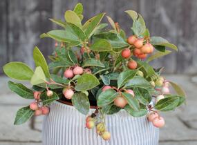 Libavka polehlá - Gaultheria procumbens