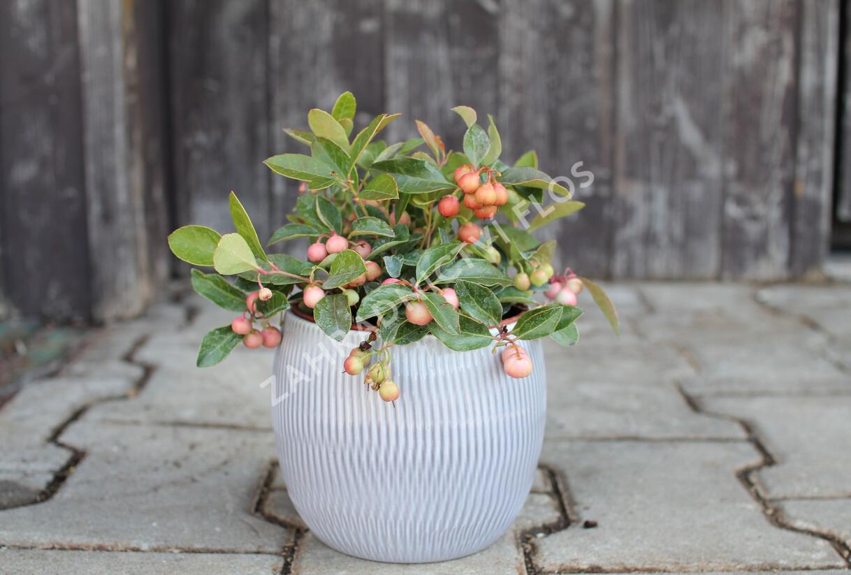 Libavka polehlá - Gaultheria procumbens