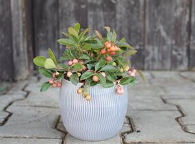 Libavka polehlá - Gaultheria procumbens