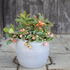 Gaultheria.JPG