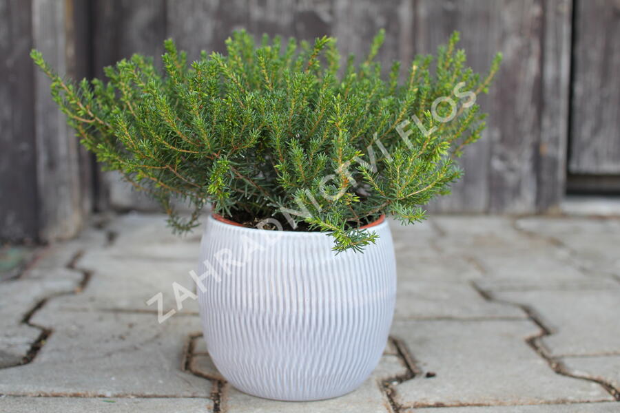 Vřesovec darlejský 'Winter Surprice' - Erica darleyensis 'Winter Surprice'